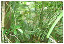 Amazon Rainforest