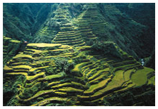 Banaue Rice Terraces