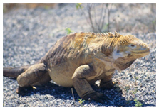 Galapagos Islands