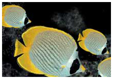 Great Barrier Reef