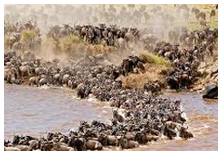Serengeti Migration