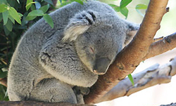 San Diego Zoo