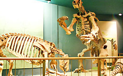 Smithsonian Institution