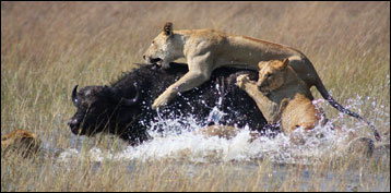 Okavango Delta