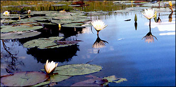 Okavango Delta Lodging