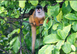 Corcovado National Park