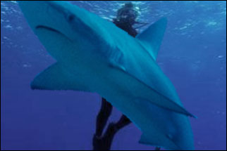 Galapagos Dive Spots