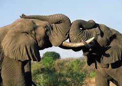 Kruger National Park