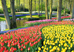 Keukenhof Gardens