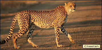 Kruger Safari Tips