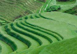 Long Ji Rice Terraces