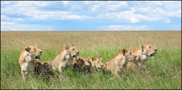 Safari