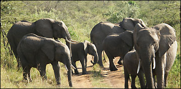 Masai Mara Safaris
