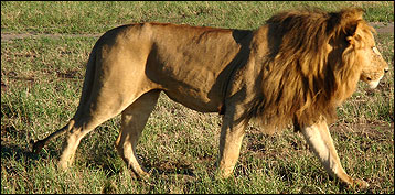 Best Kenya Safaris