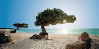 Aruba