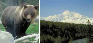 Denali National Park