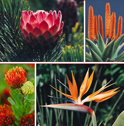South Africa