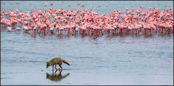 Best Safaris