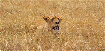 Safari