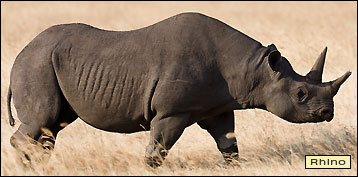 Rhino