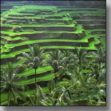 Bali Rice Terraces