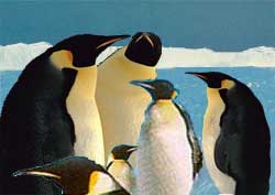 Penguin Colonies