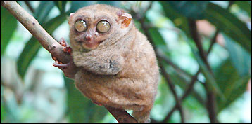 Tarsier