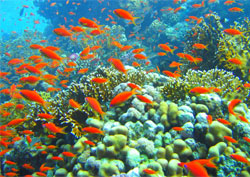 Ras Mohammed National Park