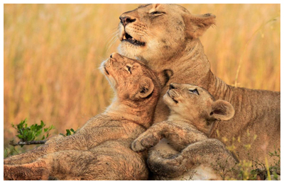 Best Safaris