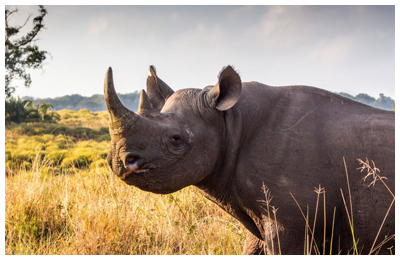 Safaris Mistakes