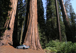 Sequoia National Park