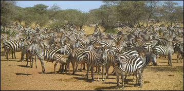 Safari