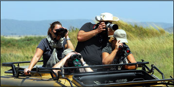 Safari