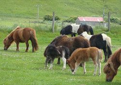 Shetland Islands