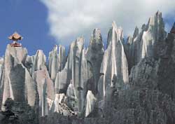 Stone Forest