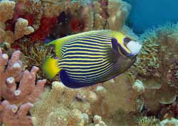 Tubbataha Reef
