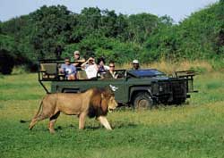 Phinda Game Reserve