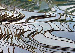 Yuan Yang Rice Terraces