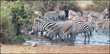 Safari